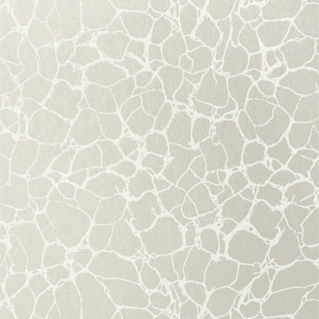 Thibaut Amato T4017