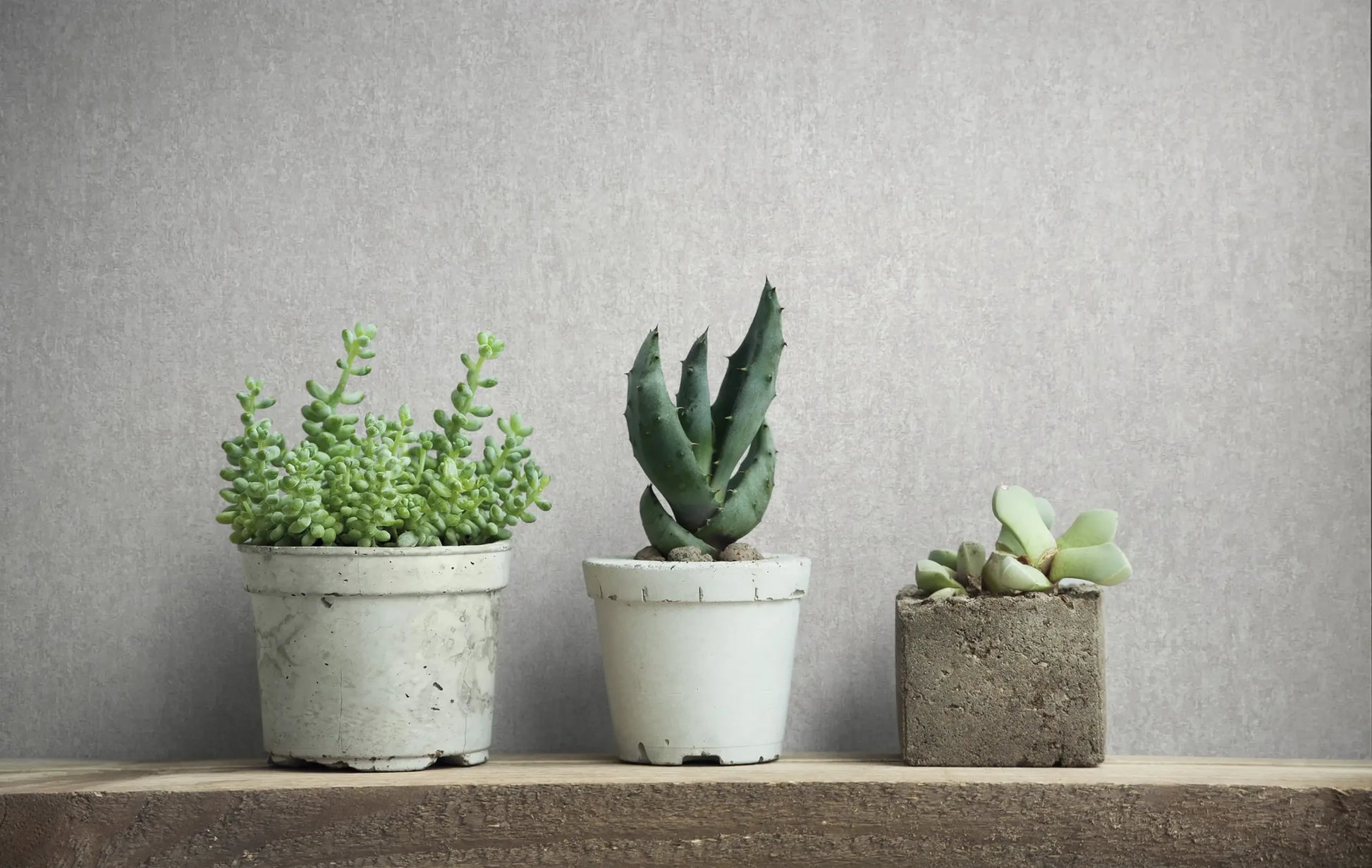 Marburg 35137 wallpaper lounge feature wall behind a rustic wooden shelf with three potted succulents for a calm minimalist feel.