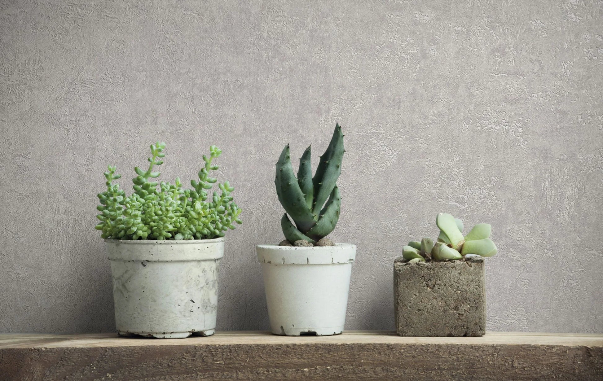 Marburg Kumano 34518 Gray textured-look wallpaper behind three small potted succulents on a wooden shelf.
