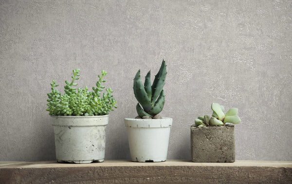 Marburg Kumano 34518 Gray textured-look wallpaper behind three small potted succulents on a wooden shelf.