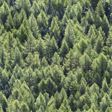 Marburg Struktura 45730 wallpaper showing a dense olive-green forest of trees.