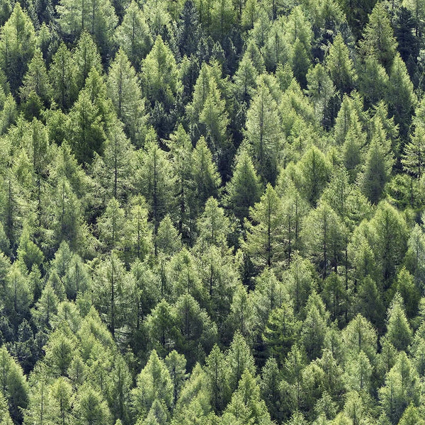 Marburg Struktura 45730 wallpaper showing a dense olive-green forest of trees.