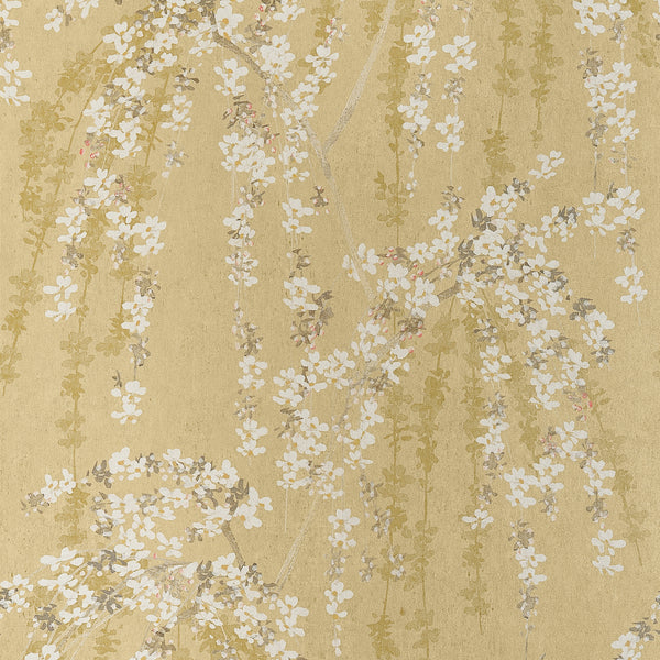 Thibaut Weeping Blossom Gold T24455 wallpaper with cascading white cherry blossoms on a soft gold ground.